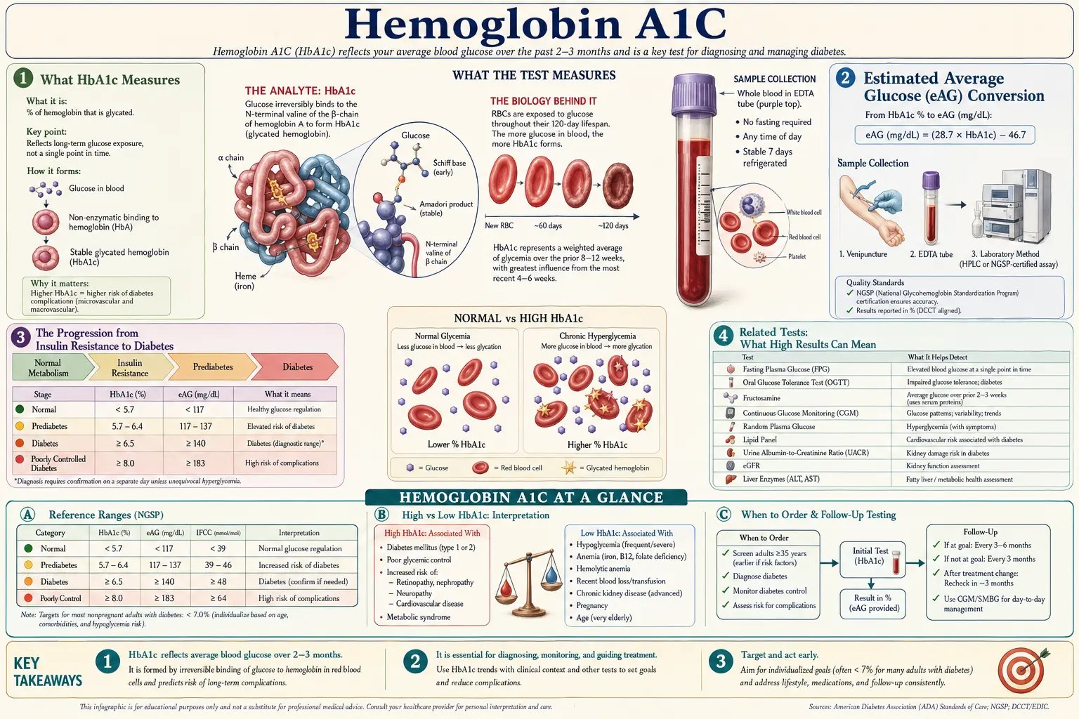 Hemoglobin A1C — scientific infographic poster