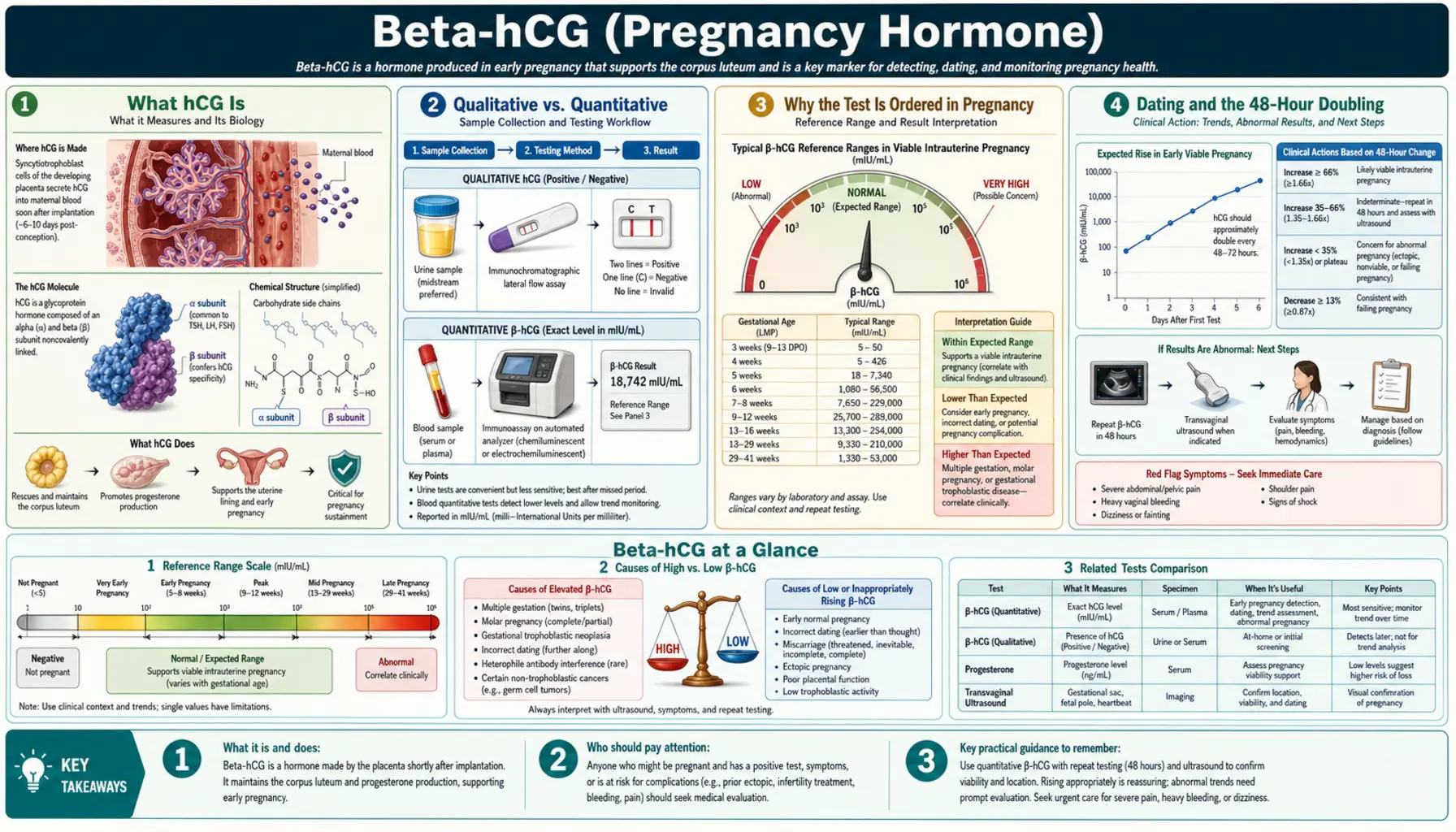 Beta hCG — scientific infographic poster