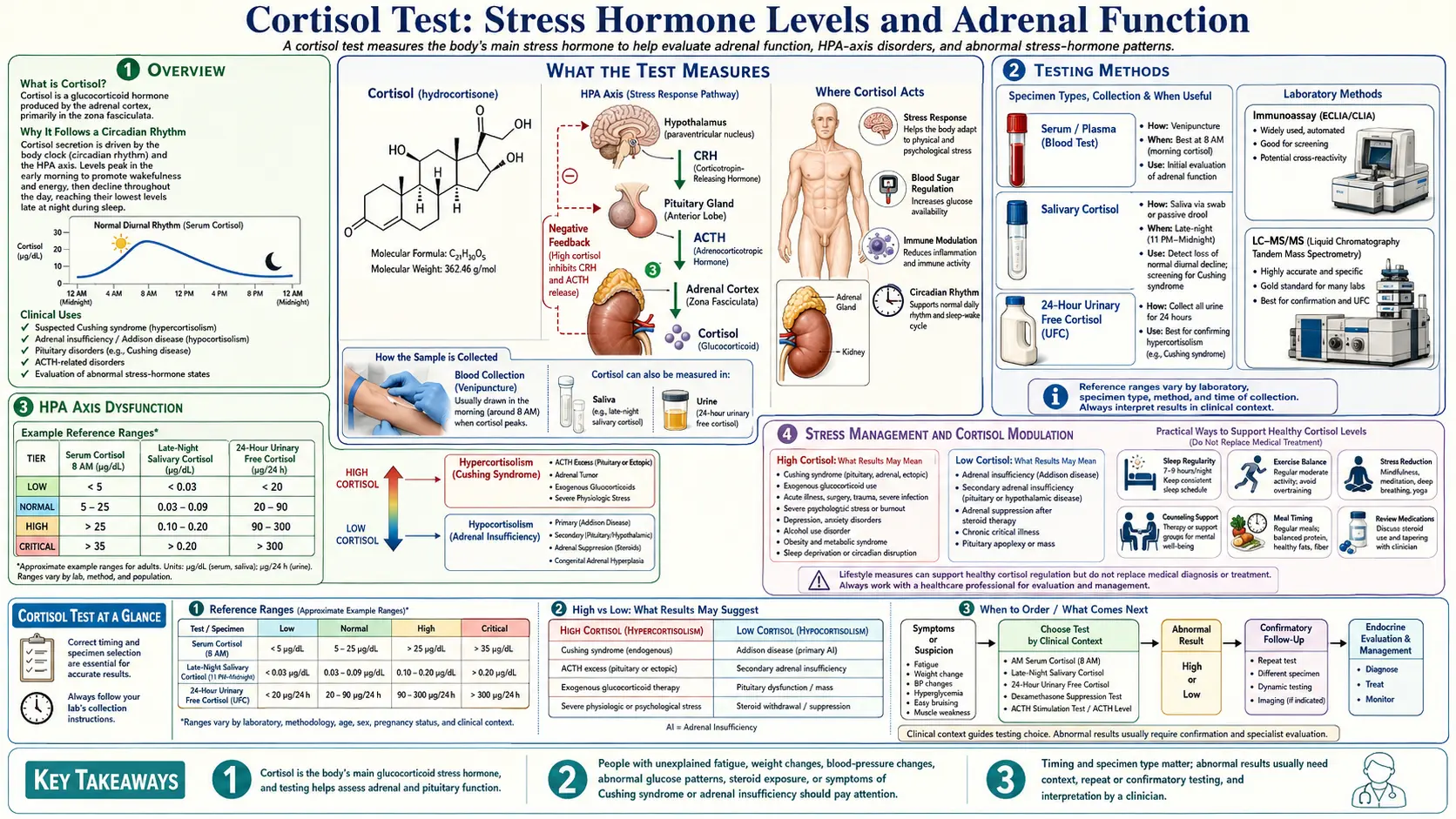 Cortisol Test — scientific infographic poster