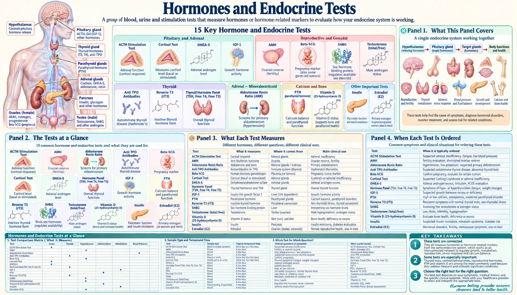 Hormones and Endocrine — scientific infographic poster