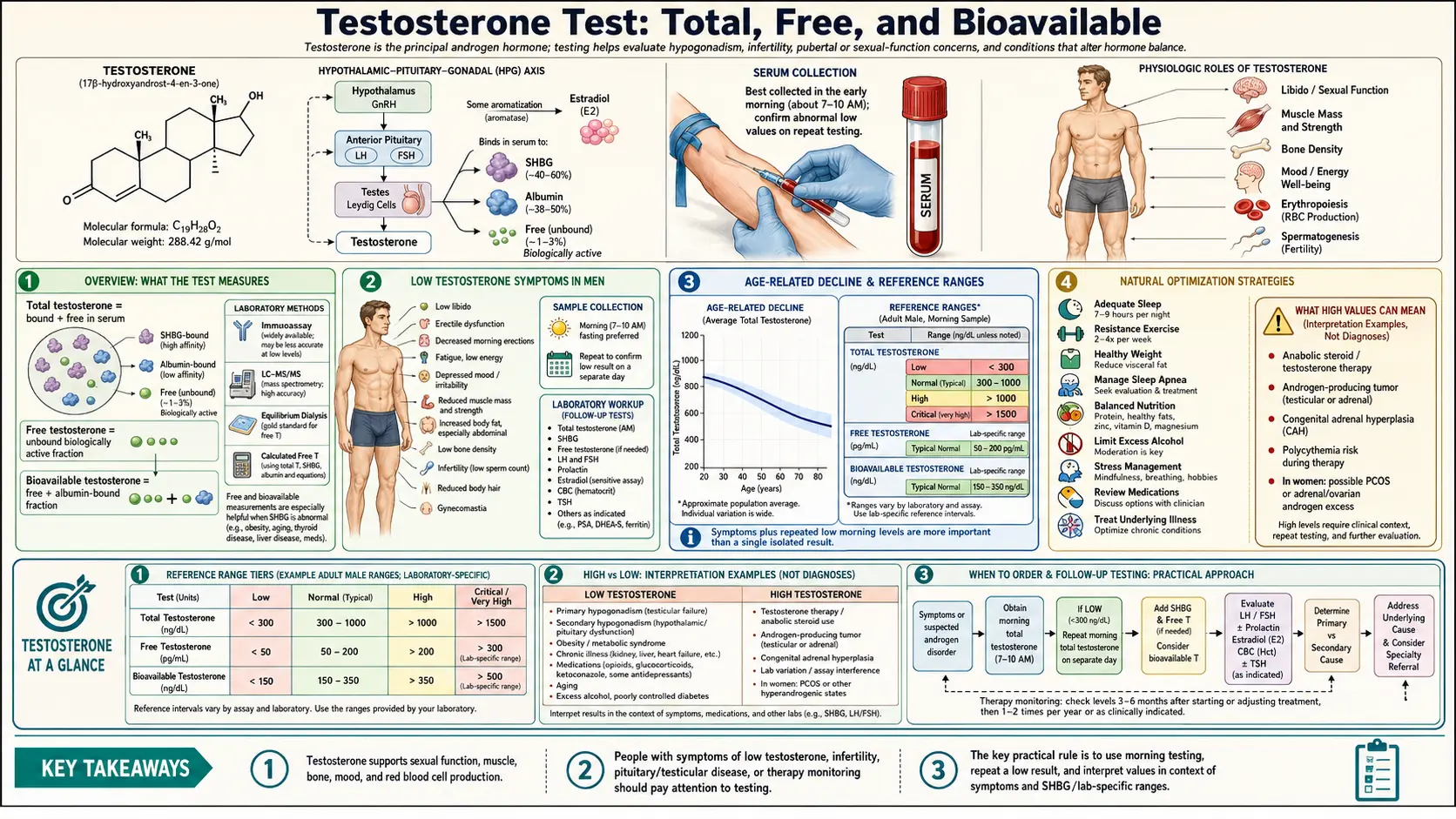 Testosterone — scientific infographic poster