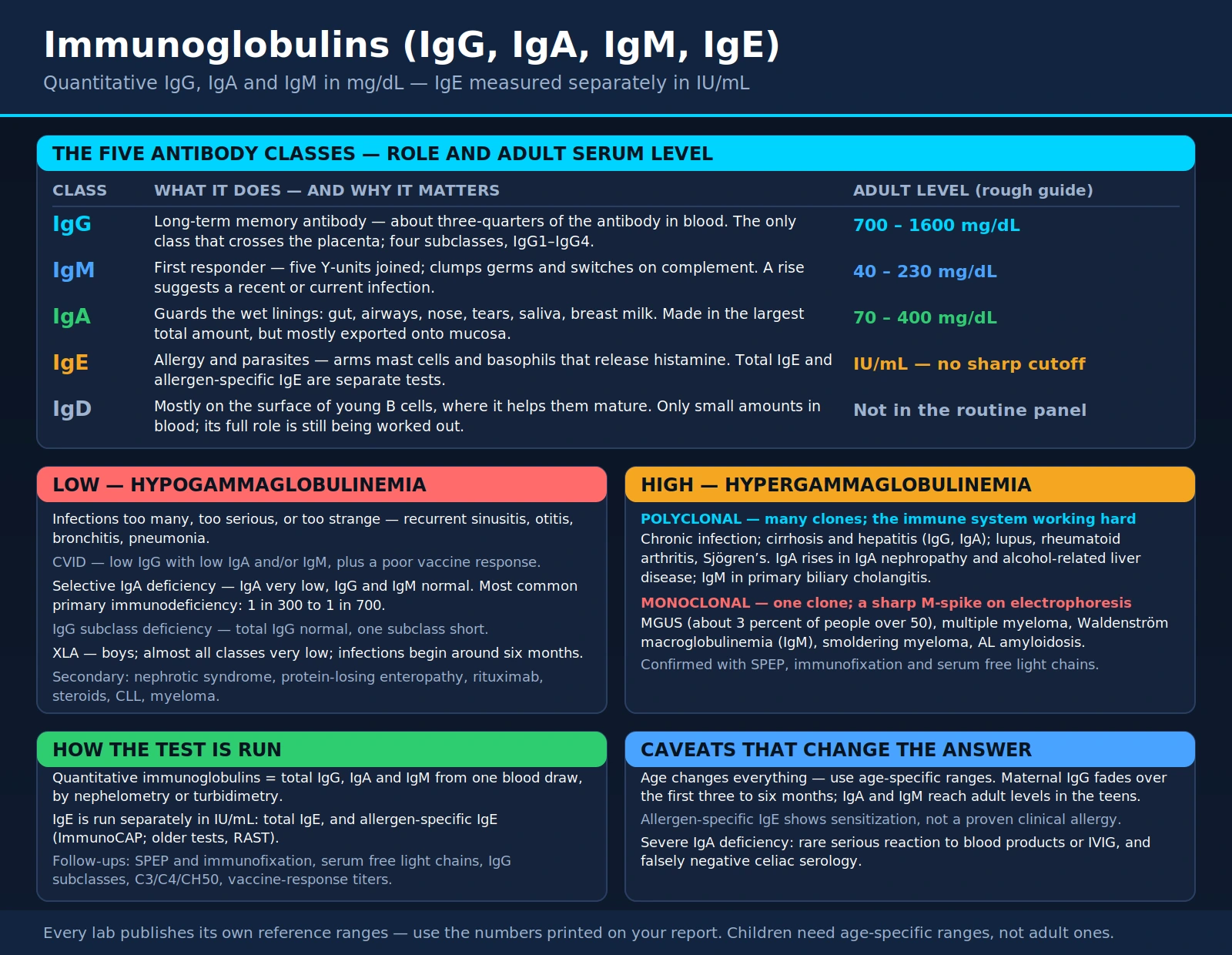 Immunoglobulins — scientific infographic poster