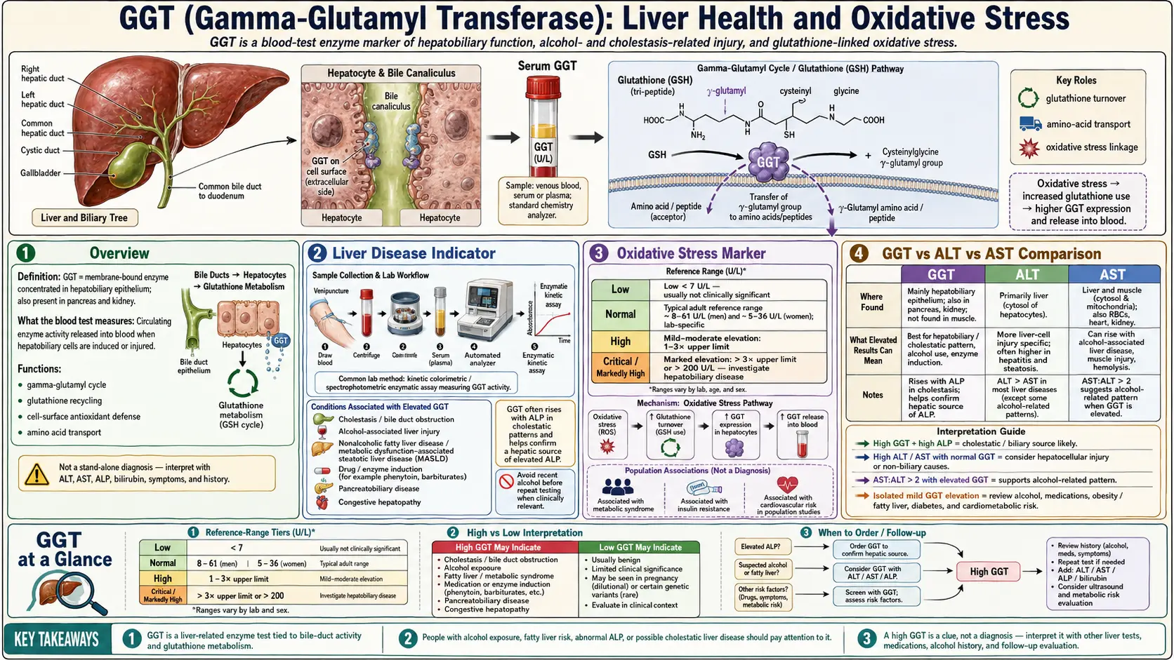 GGT — scientific infographic poster