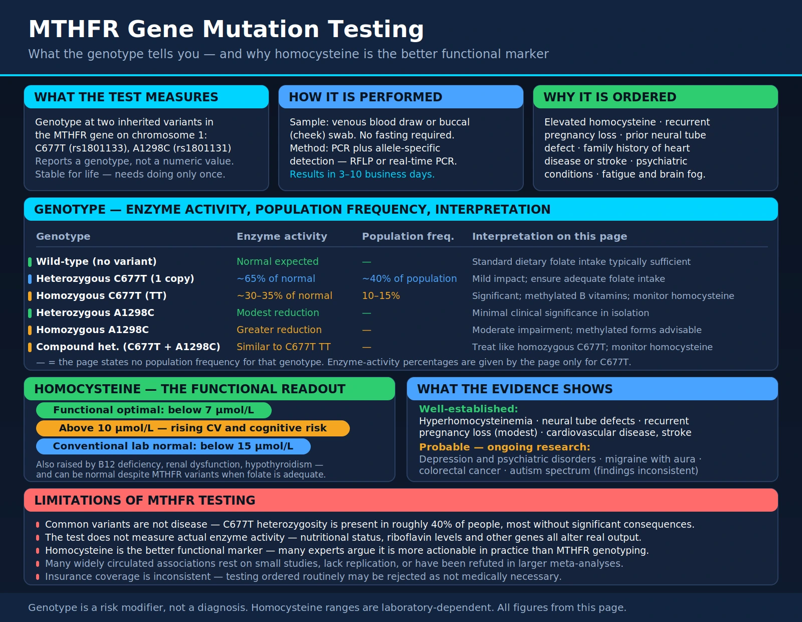 MTHFR Gene Testing — scientific infographic poster