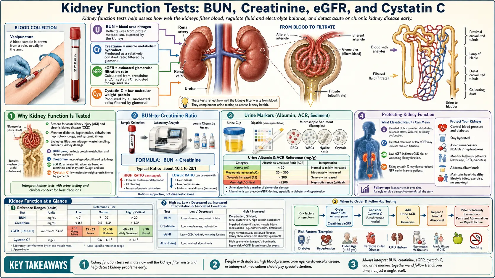 Kidney Function — scientific infographic poster
