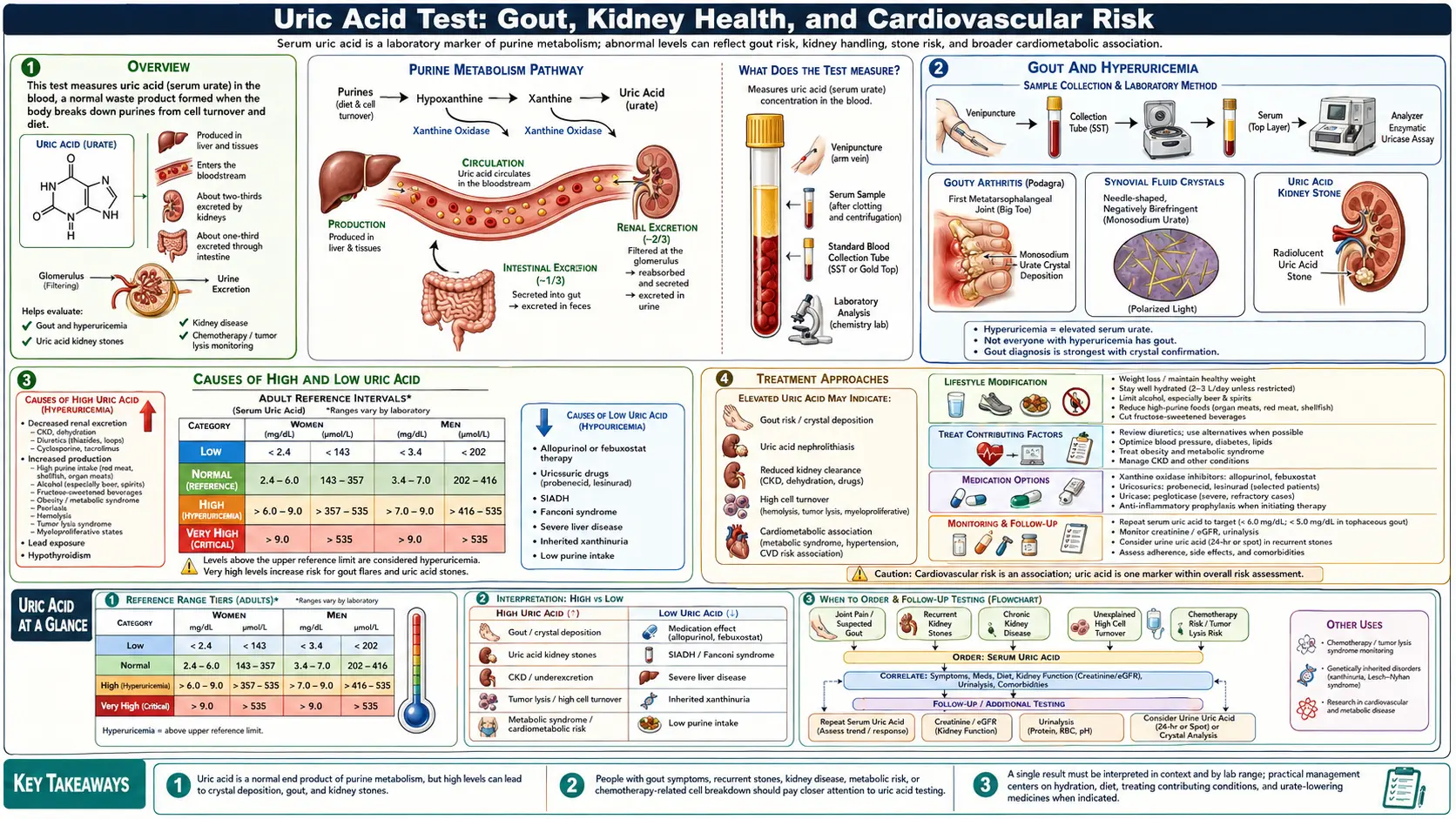 Uric Acid — scientific infographic poster