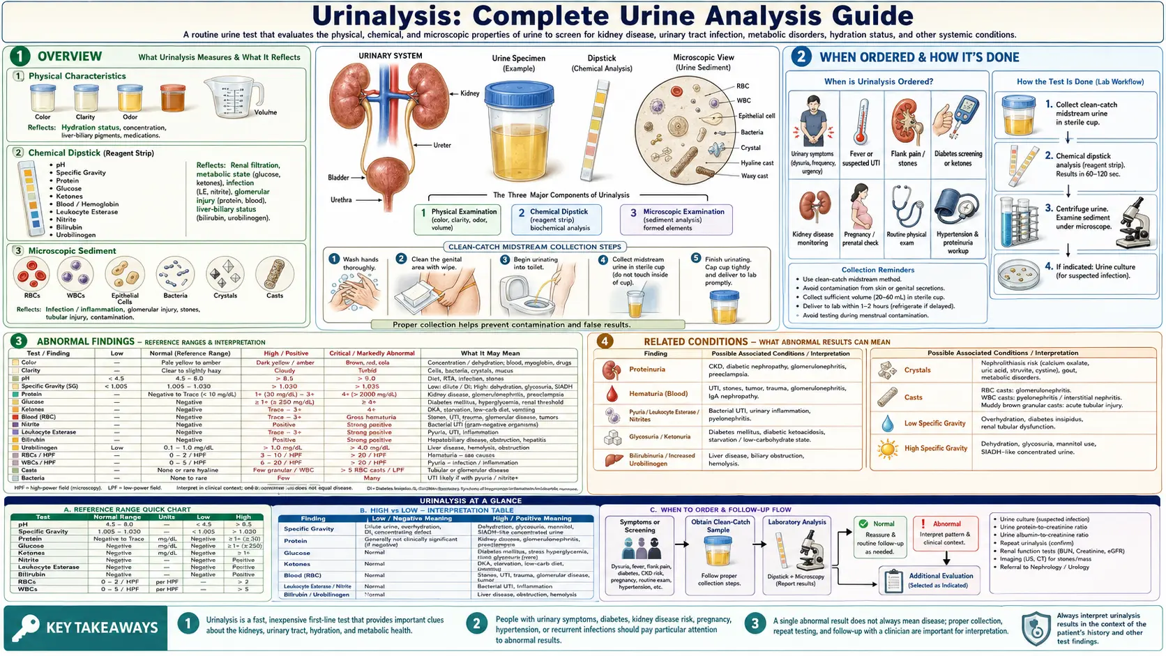 Urinalysis — scientific infographic poster