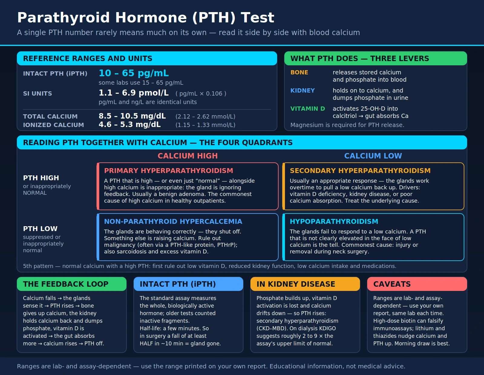 PTH — scientific infographic poster