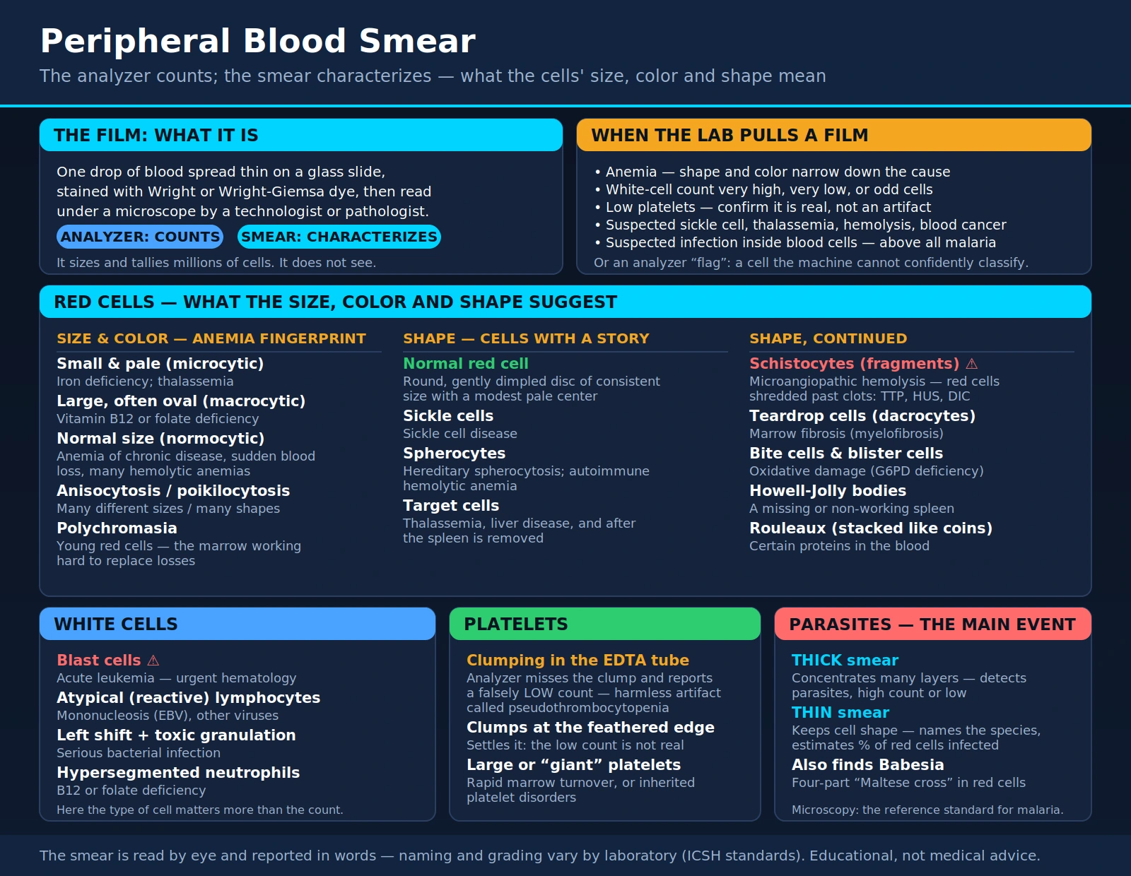 Peripheral Smear — scientific infographic poster