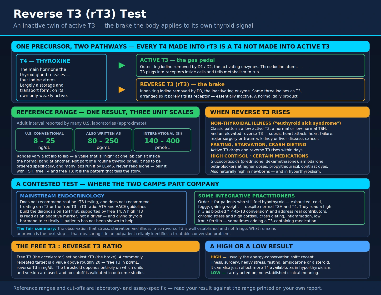 Reverse T3 — scientific infographic poster