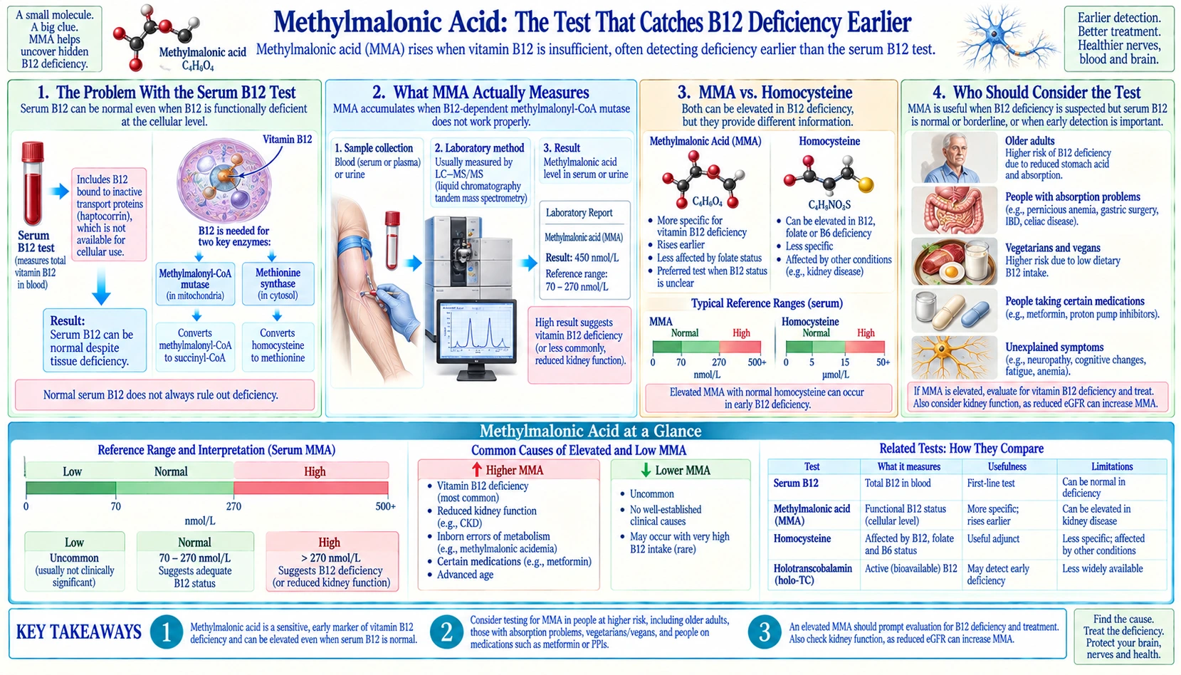 Methylmalonic Acid — scientific infographic poster