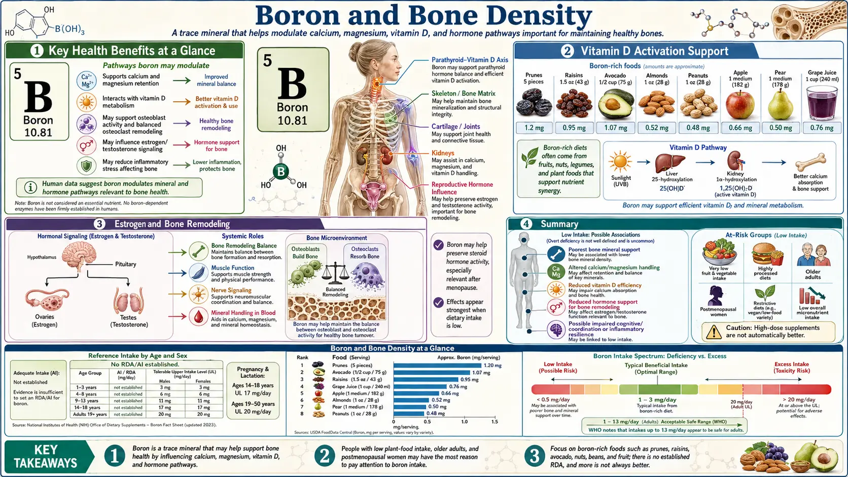 Boron and Bone Density &mdash; scientific infographic poster