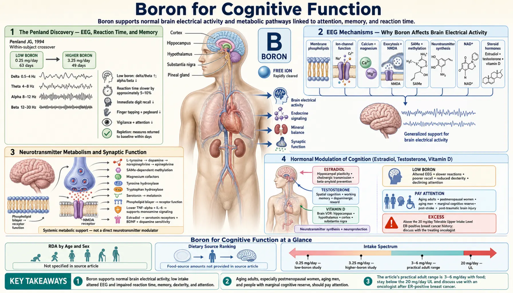 Cognitive Function — scientific infographic poster