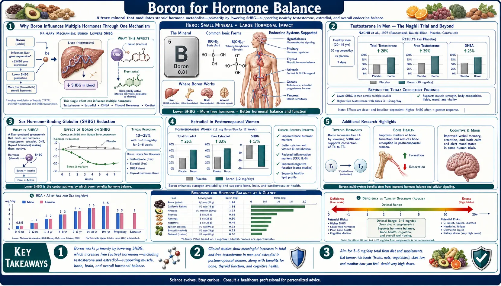 Hormone Balance — scientific infographic poster