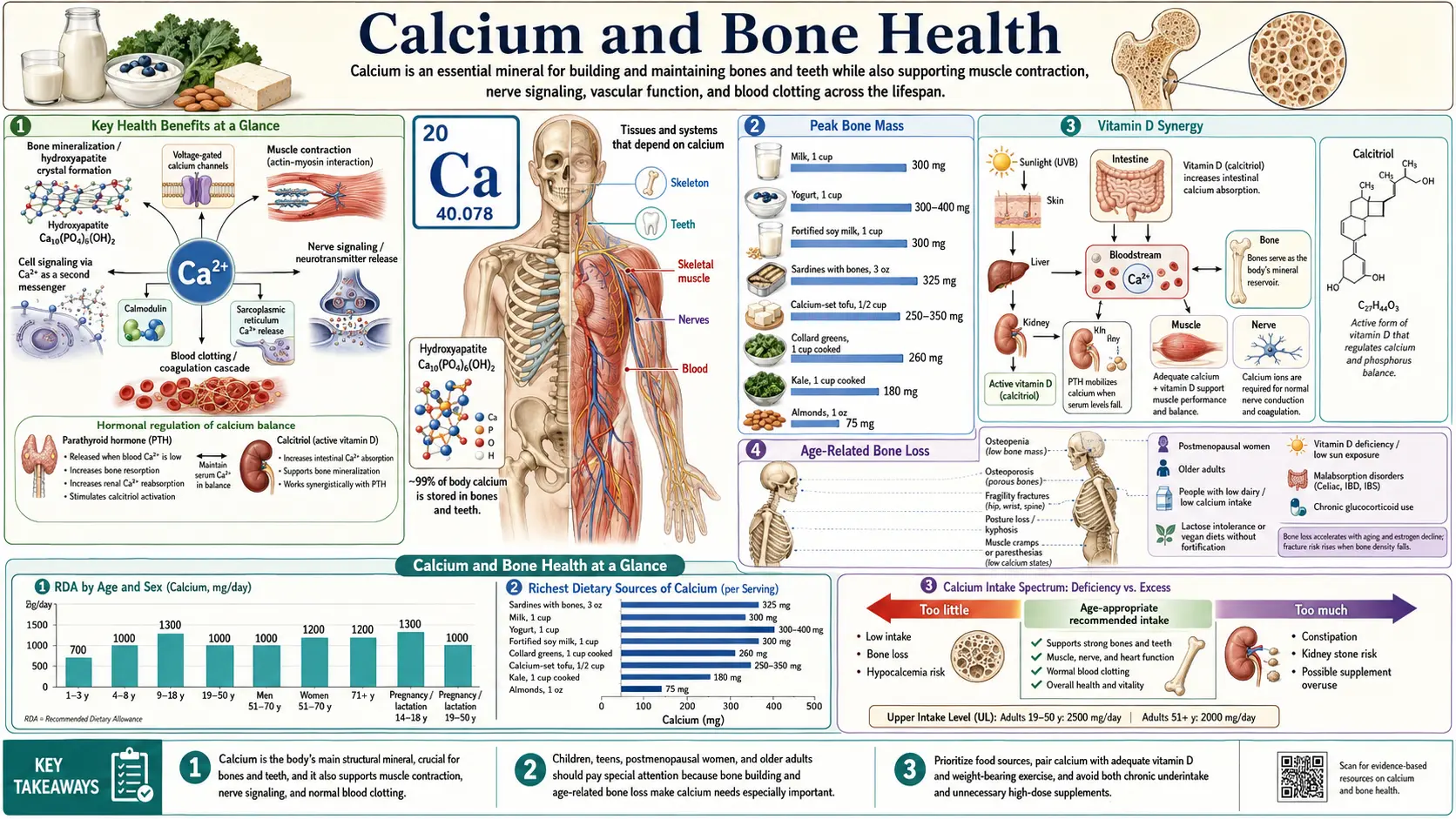 Calcium and Bone Health &mdash; scientific infographic poster