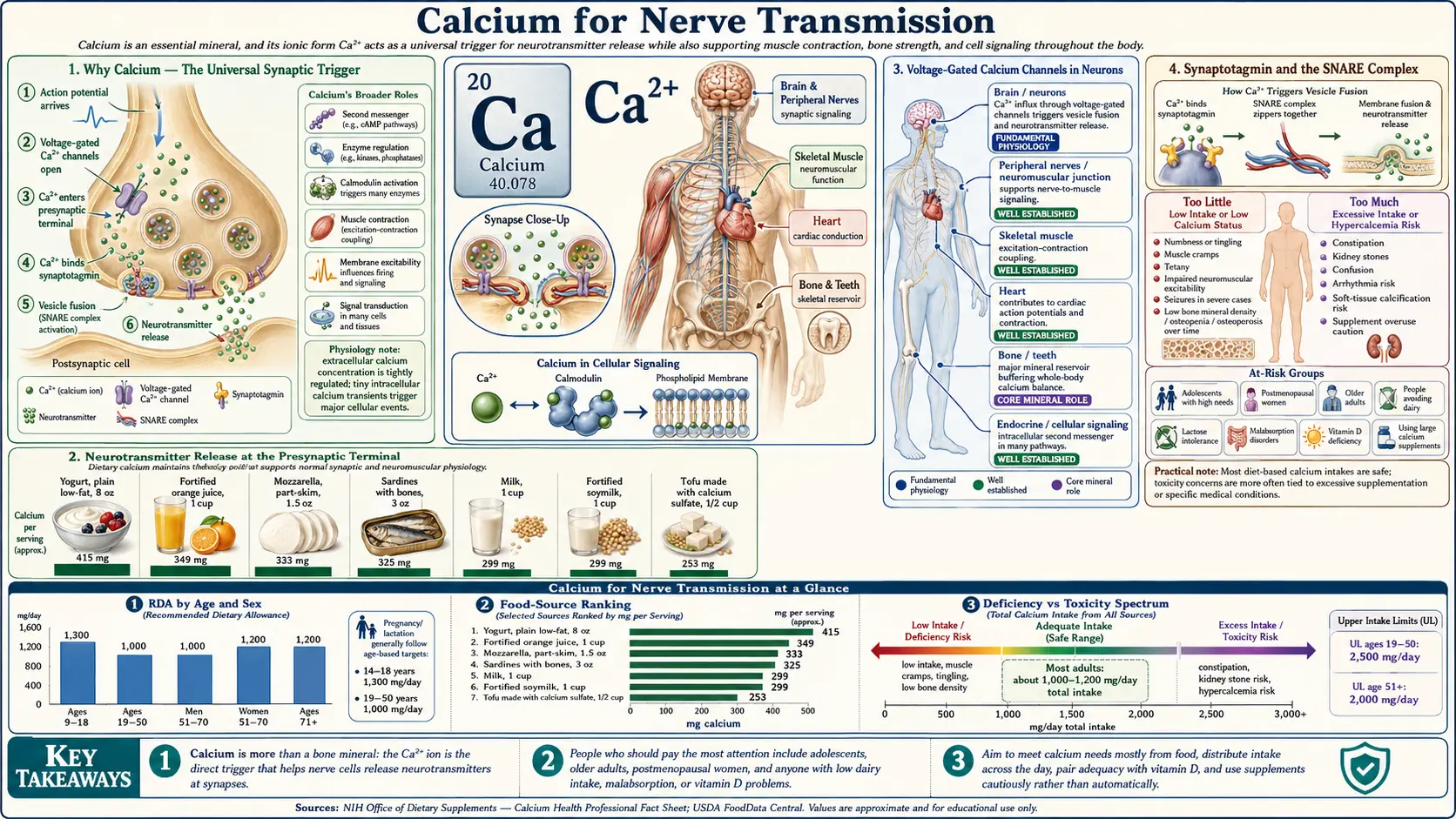 Nerve Transmission — scientific infographic poster