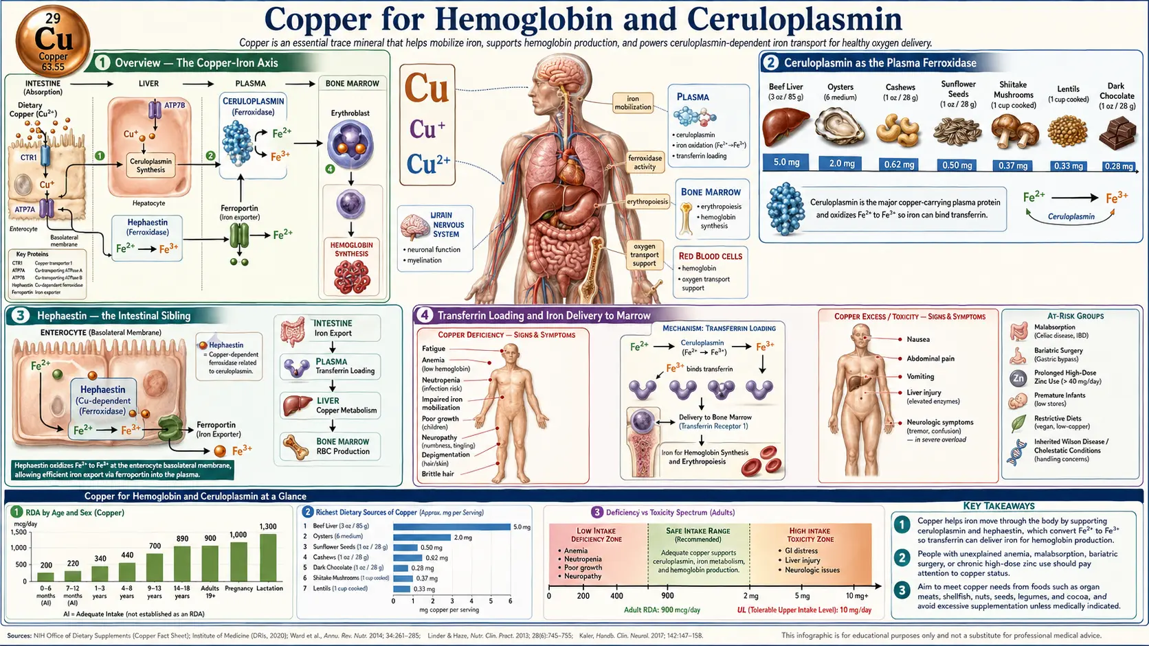Hemoglobin and Ceruloplasmin — scientific infographic poster