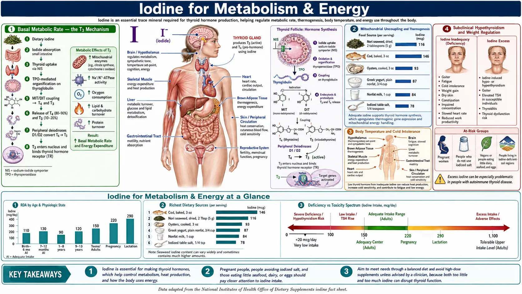 Metabolism and Energy — scientific infographic poster