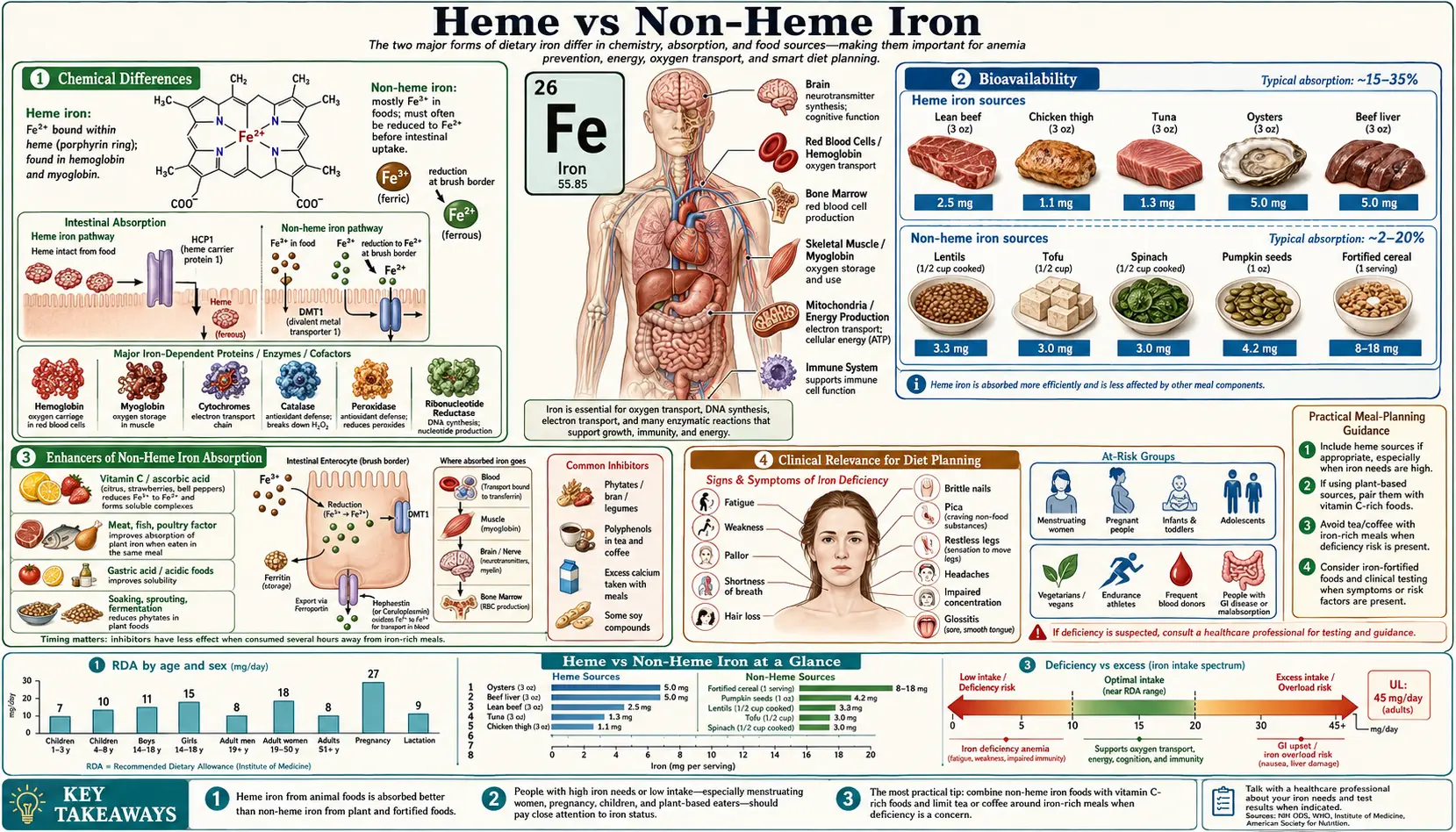 Heme vs Non Heme Iron &mdash; scientific infographic poster