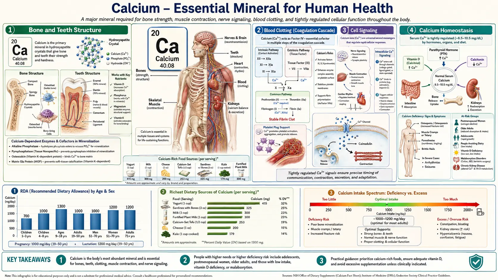 Calcium — scientific infographic poster