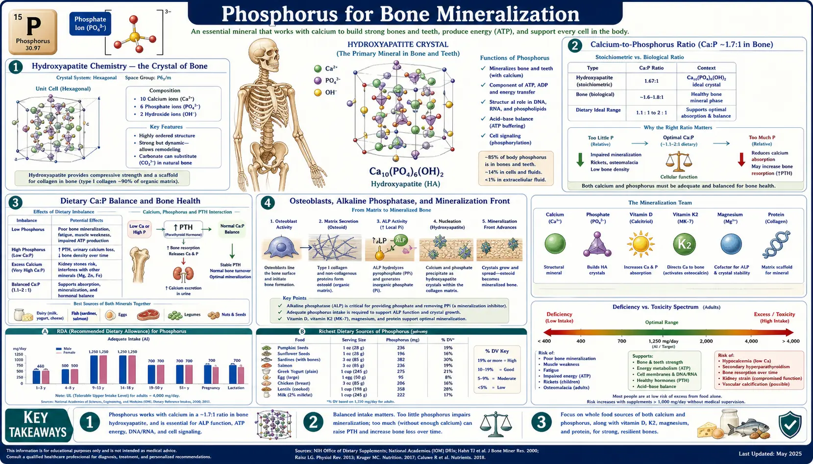 Bone Mineralization — scientific infographic poster