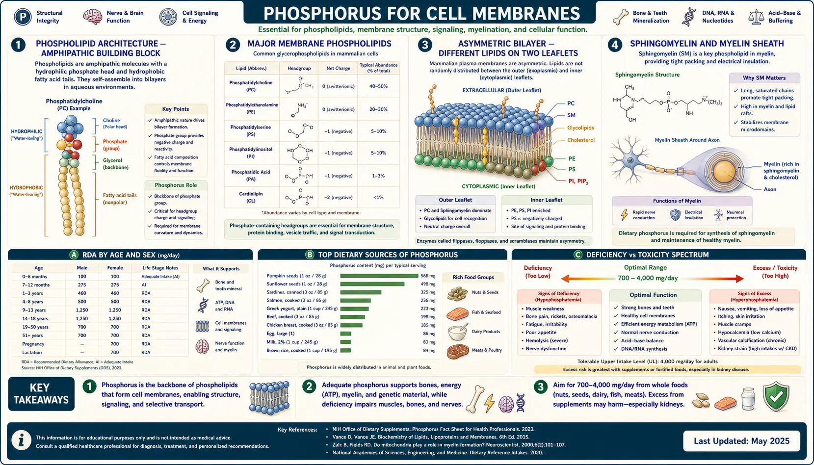 Cell Membranes — scientific infographic poster