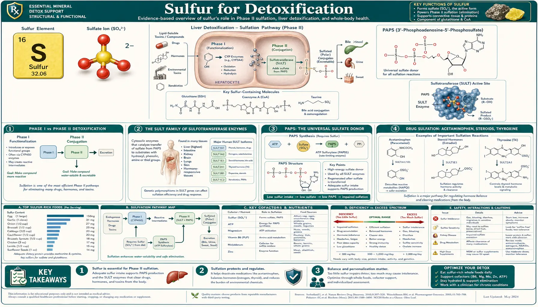 Detoxification — scientific infographic poster