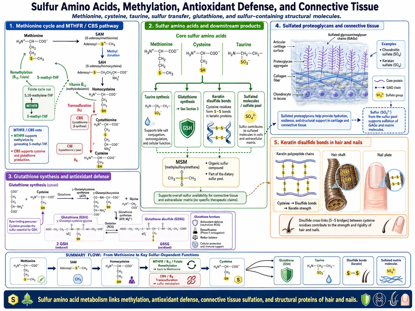 Sulfur methylation glutathione