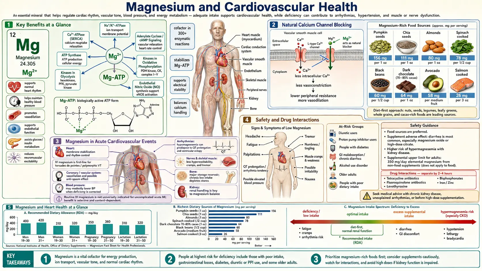 Magnesium and Heart Health — scientific infographic poster