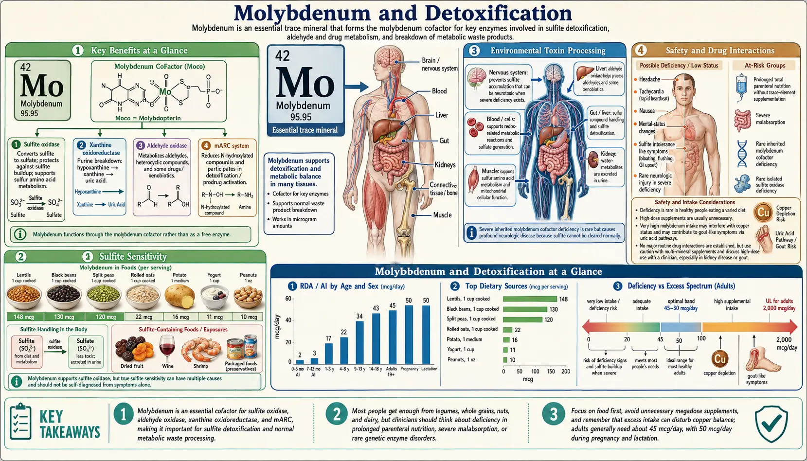 Molybdenum for Detoxification &mdash; scientific infographic poster