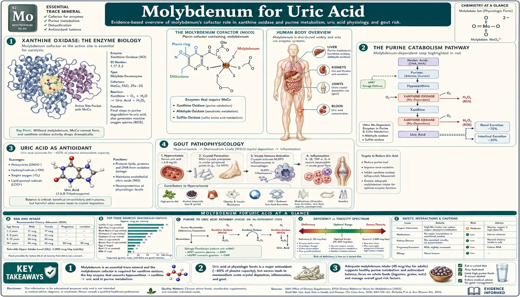 Uric Acid — scientific infographic poster