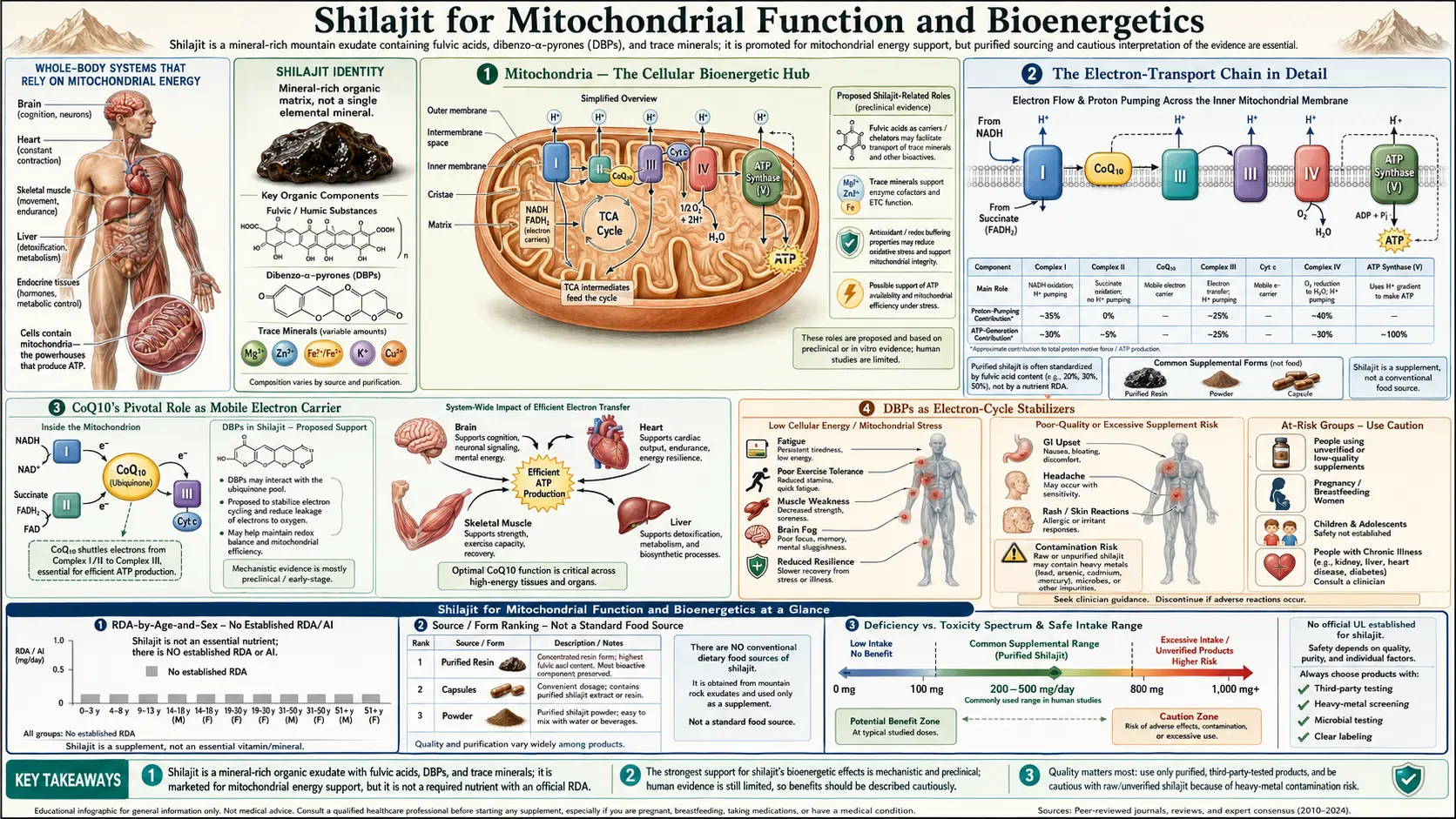 Mitochondrial Function — scientific infographic poster