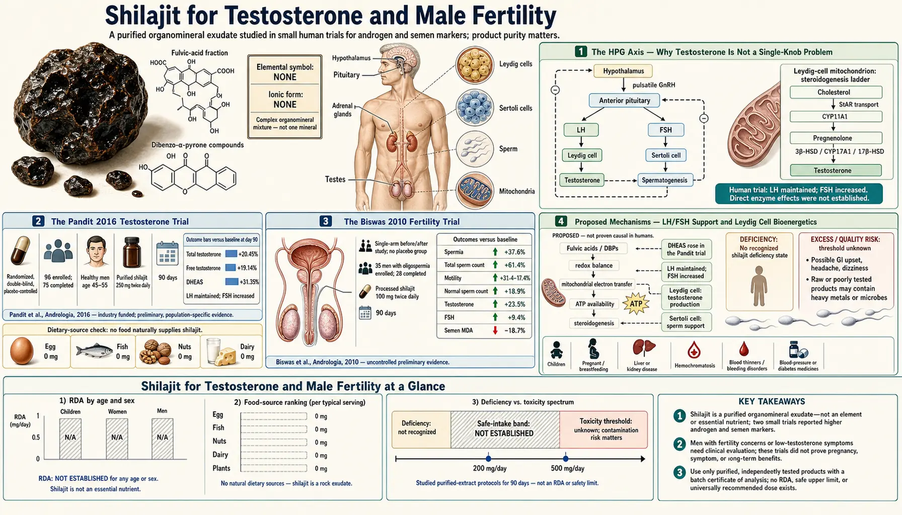 Testosterone — scientific infographic poster