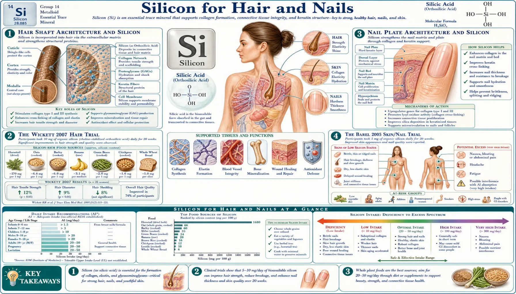 Hair and Nails — scientific infographic poster