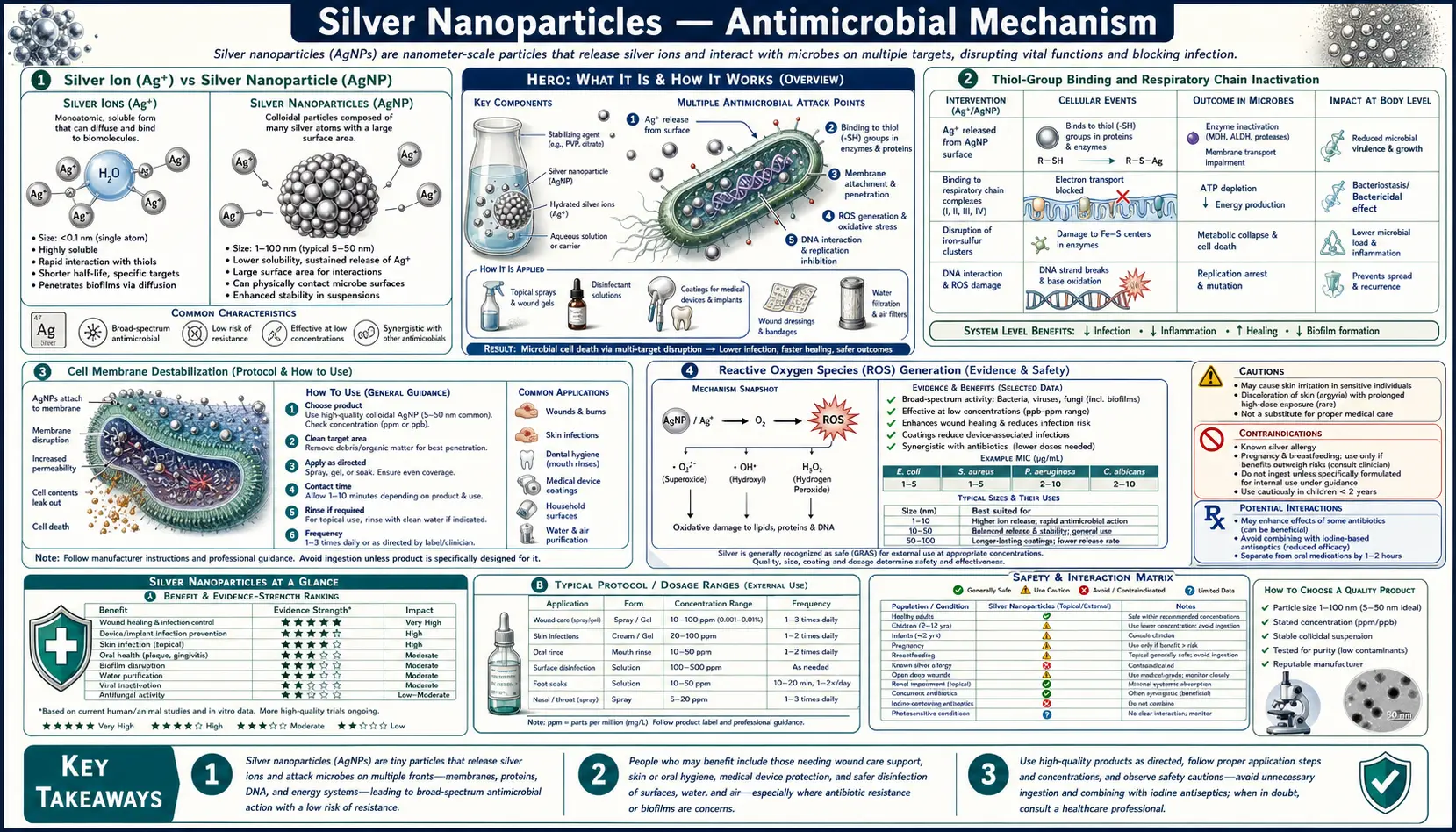 Antimicrobial Mechanism — scientific infographic poster