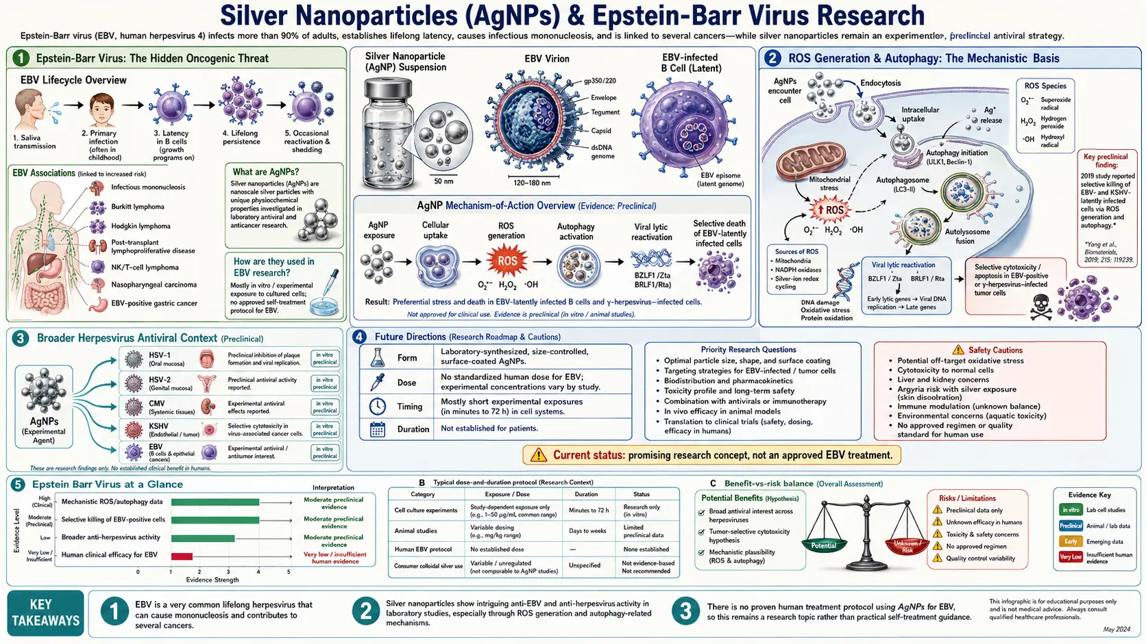 Epstein Barr Virus — scientific infographic poster