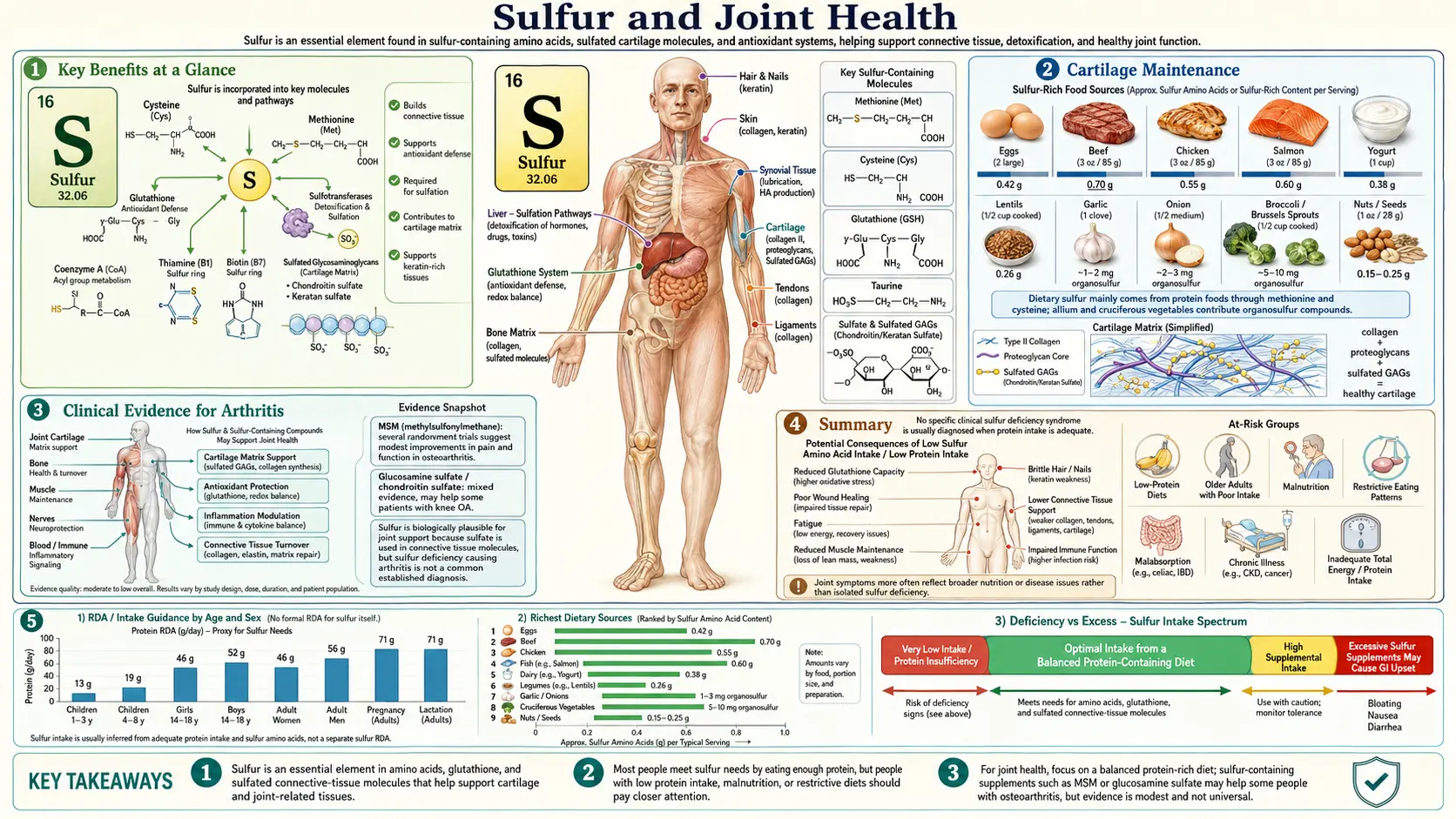 Sulfur and Joint Health &mdash; scientific infographic poster