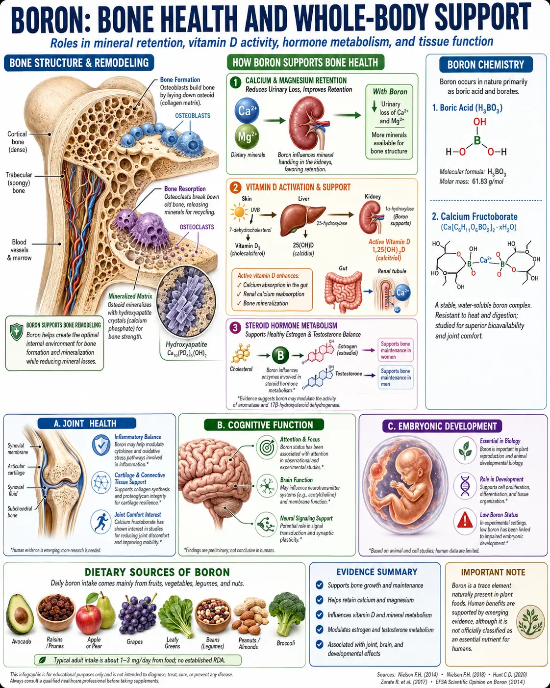 Boron bone hormones mechanism