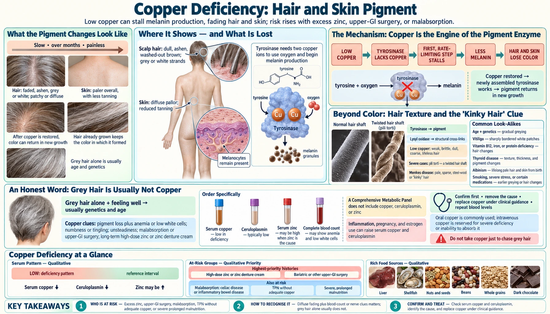 Hair and Skin Pigment — scientific infographic poster
