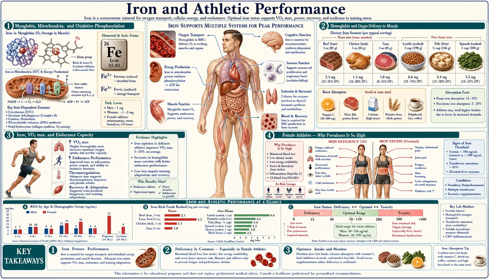 Athletic Performance — scientific infographic poster