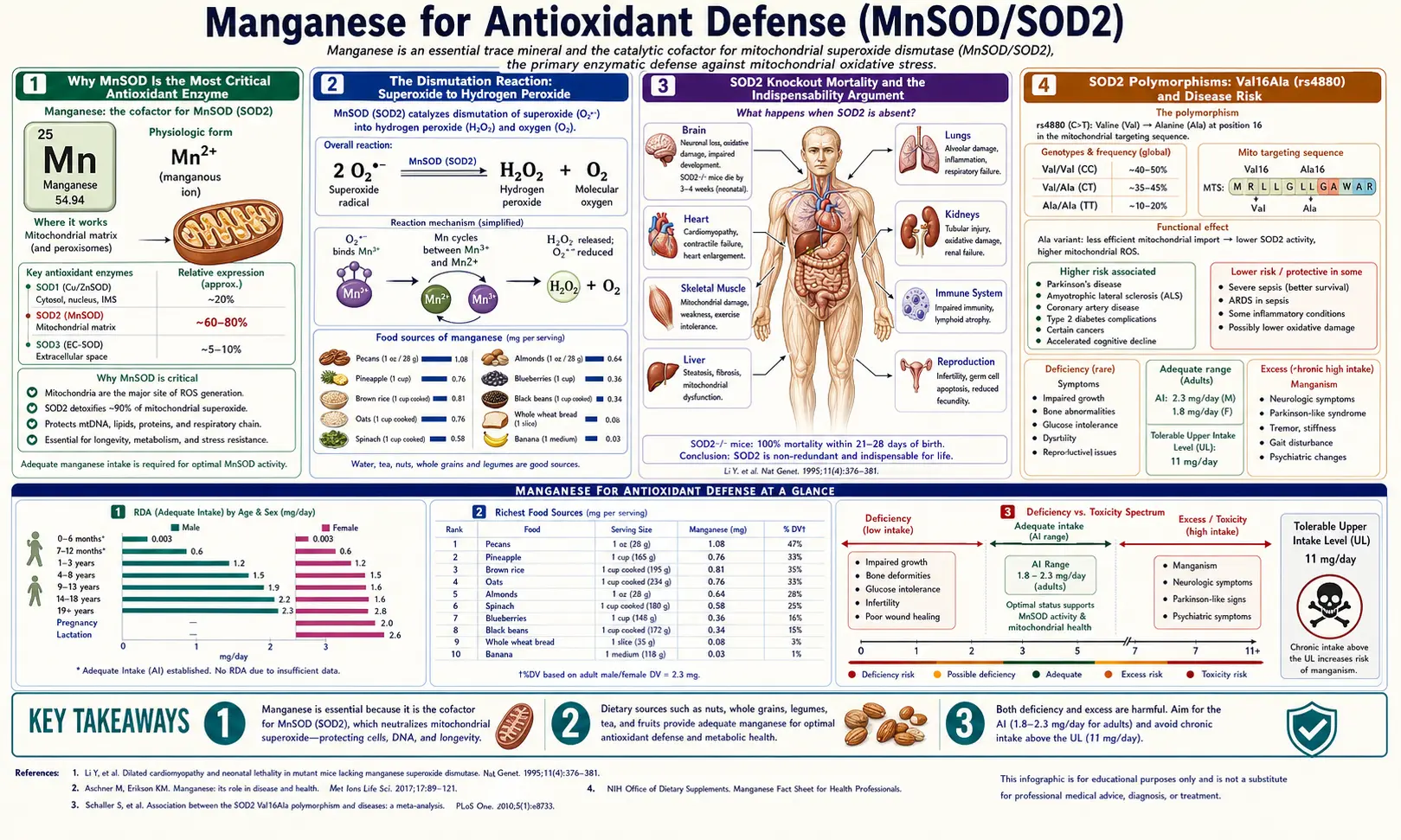 Antioxidant Mn SOD — scientific infographic poster