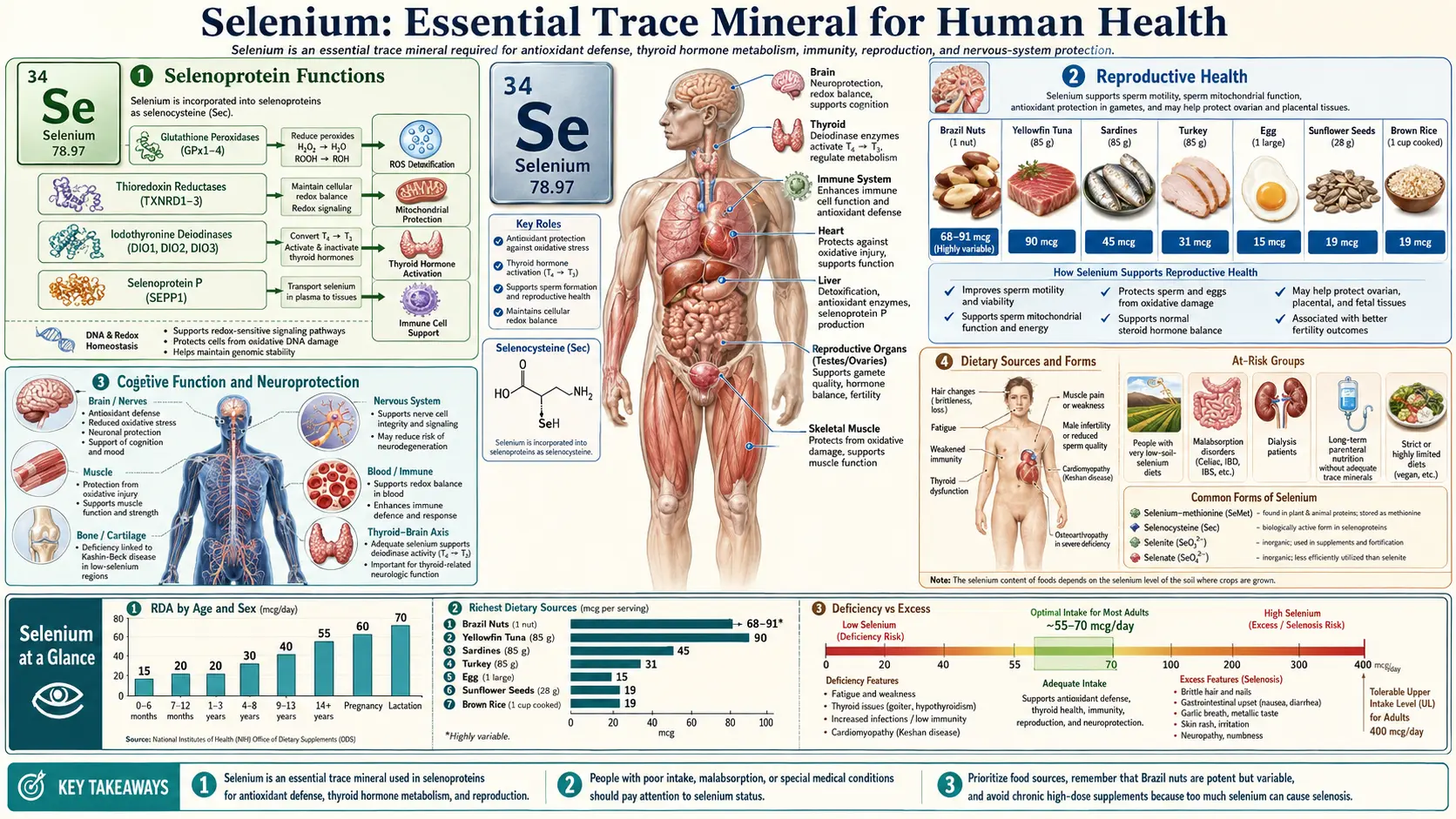 Selenium — scientific infographic poster
