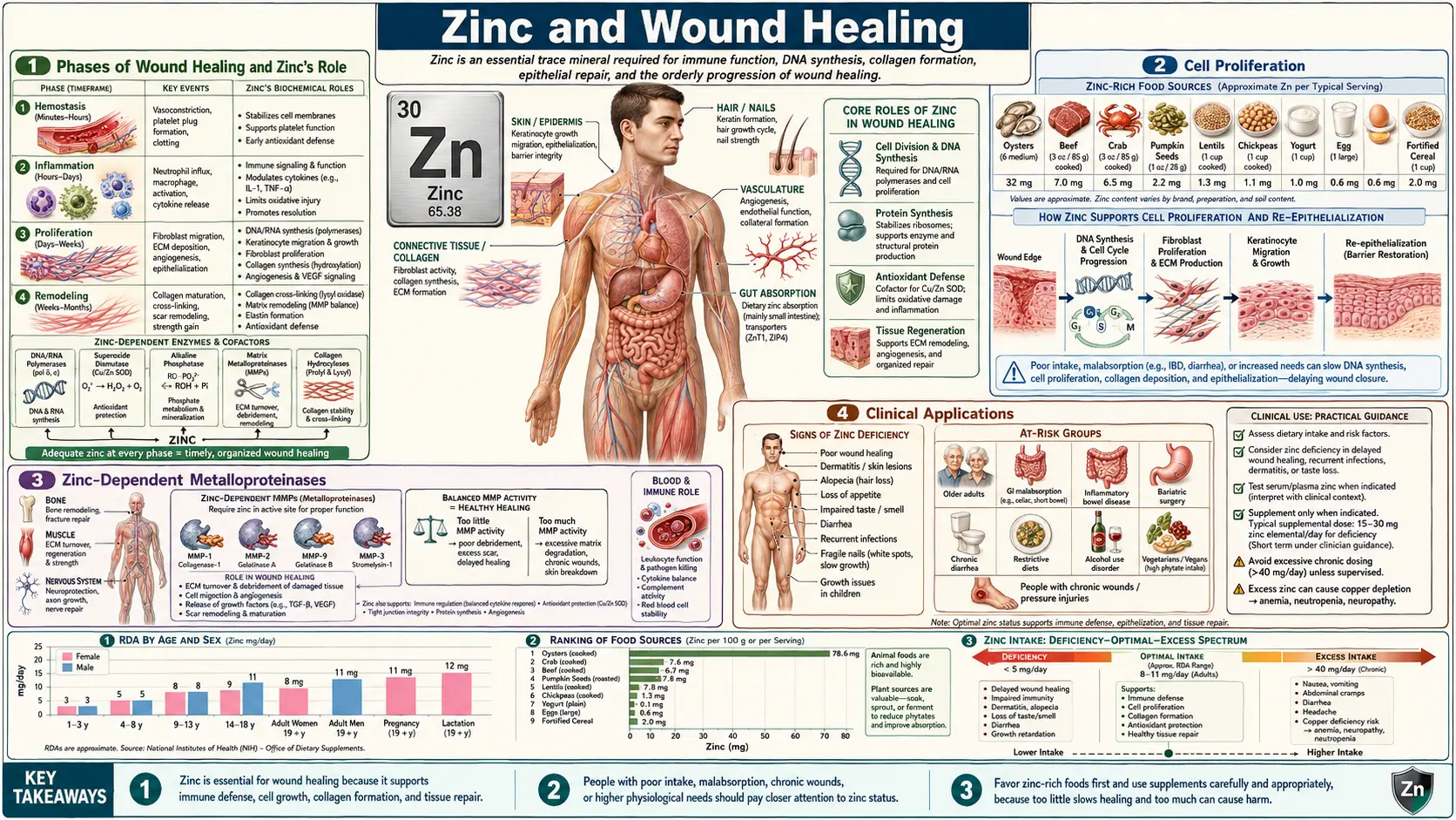 Zinc and Wound Healing &mdash; scientific infographic poster