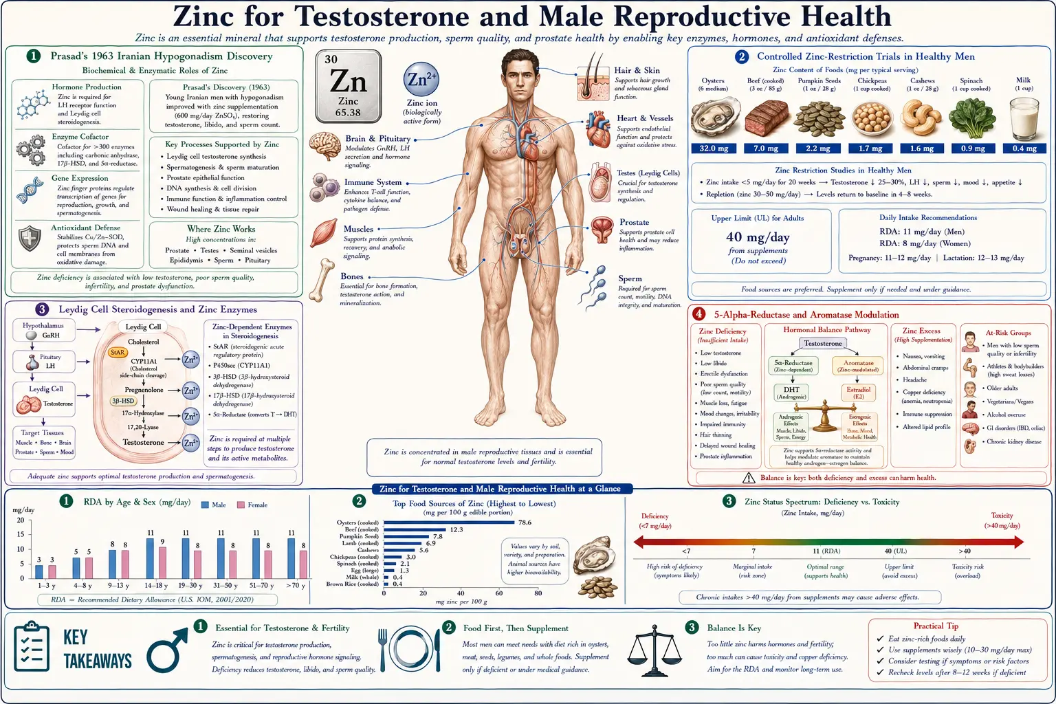 Testosterone — scientific infographic poster