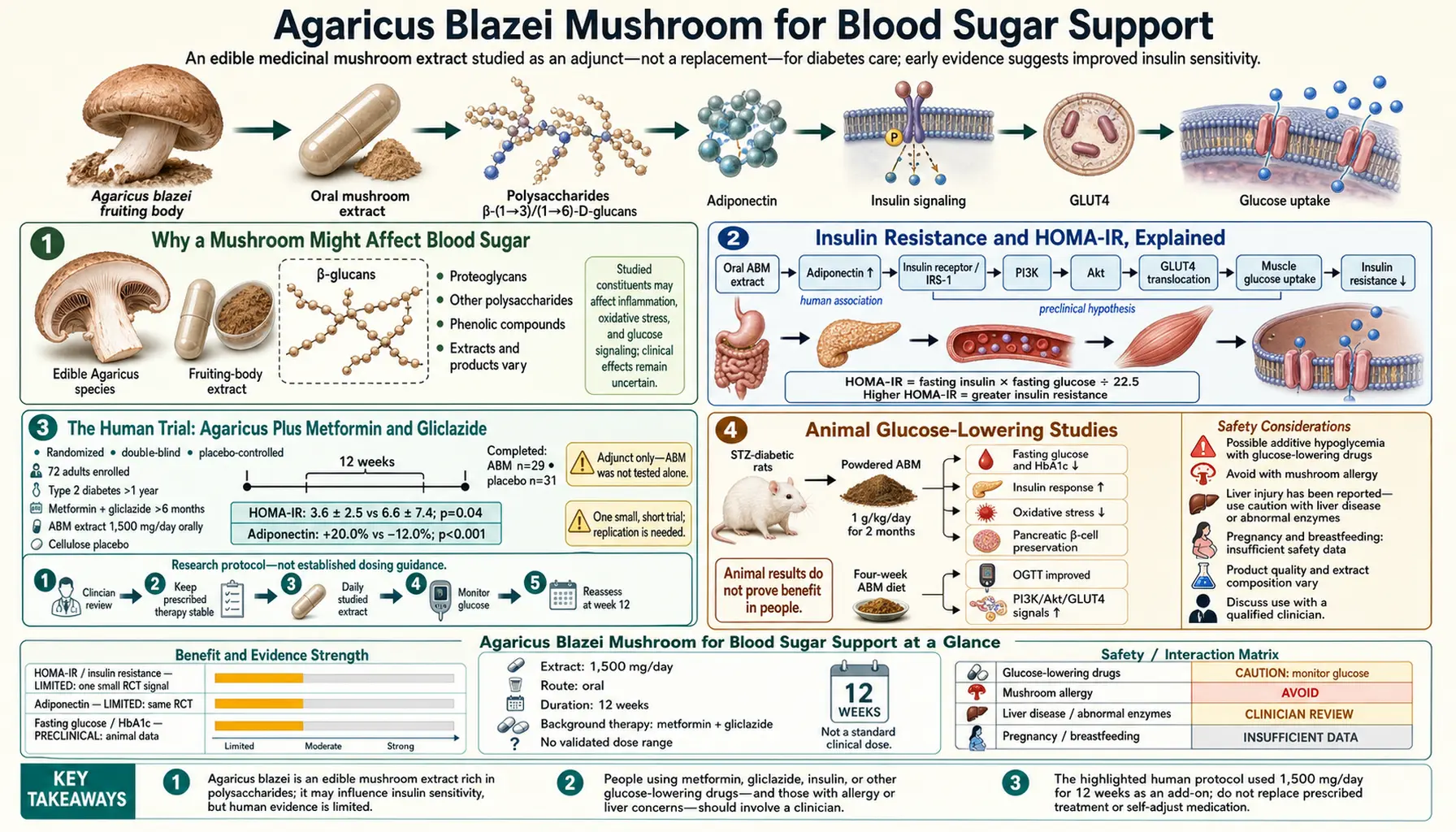 Blood Sugar Support — scientific infographic poster