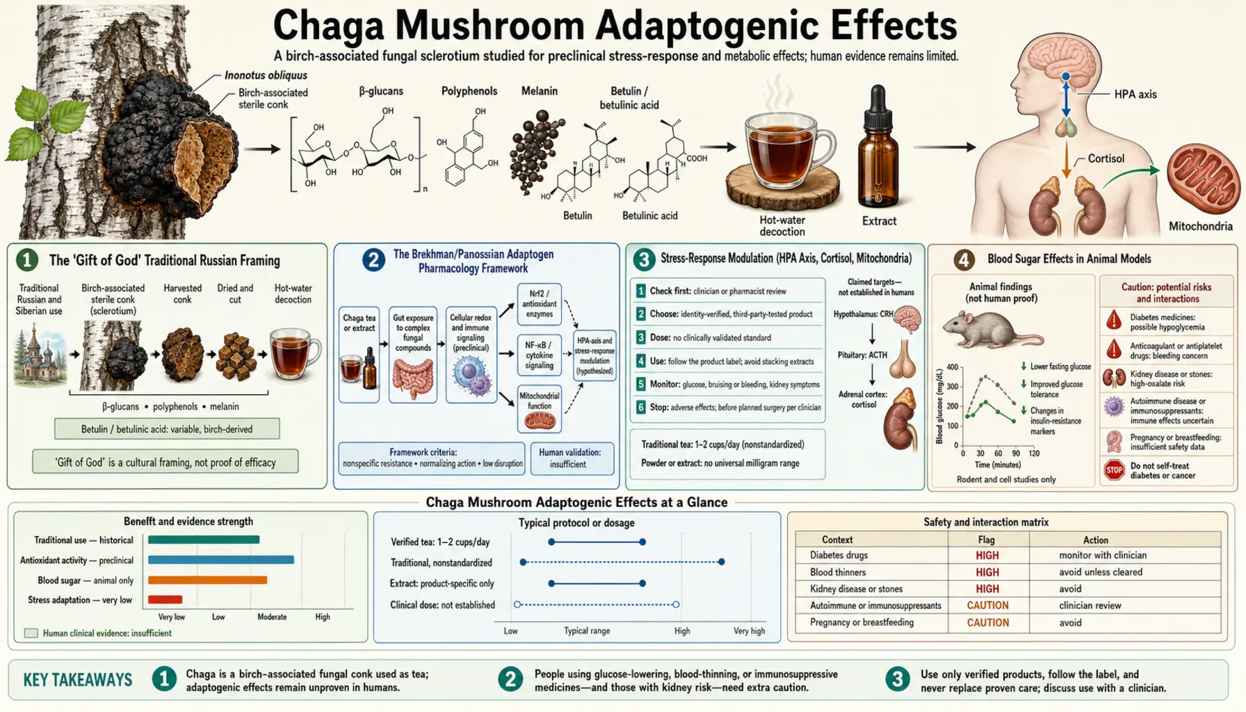 Adaptogenic Effects — scientific infographic poster