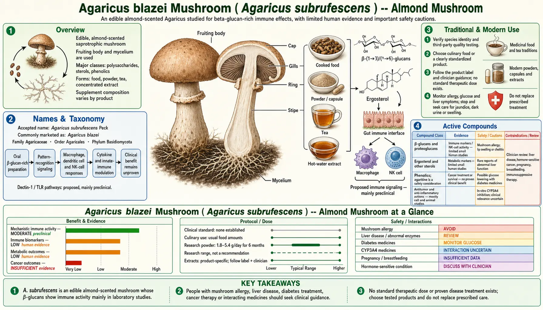 Agaricus Blazei Mushroom — scientific infographic poster