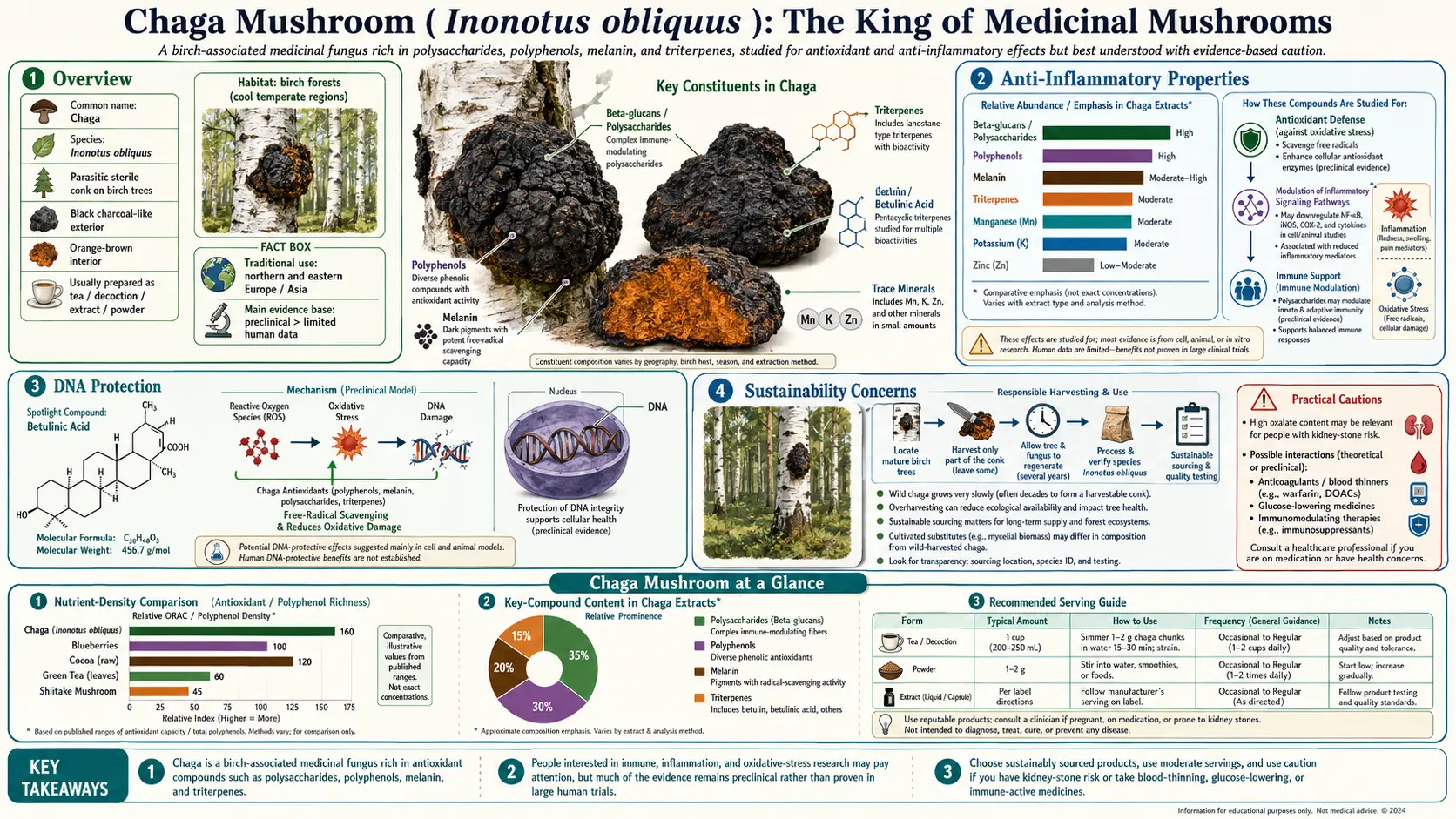Chaga Mushroom — scientific infographic poster
