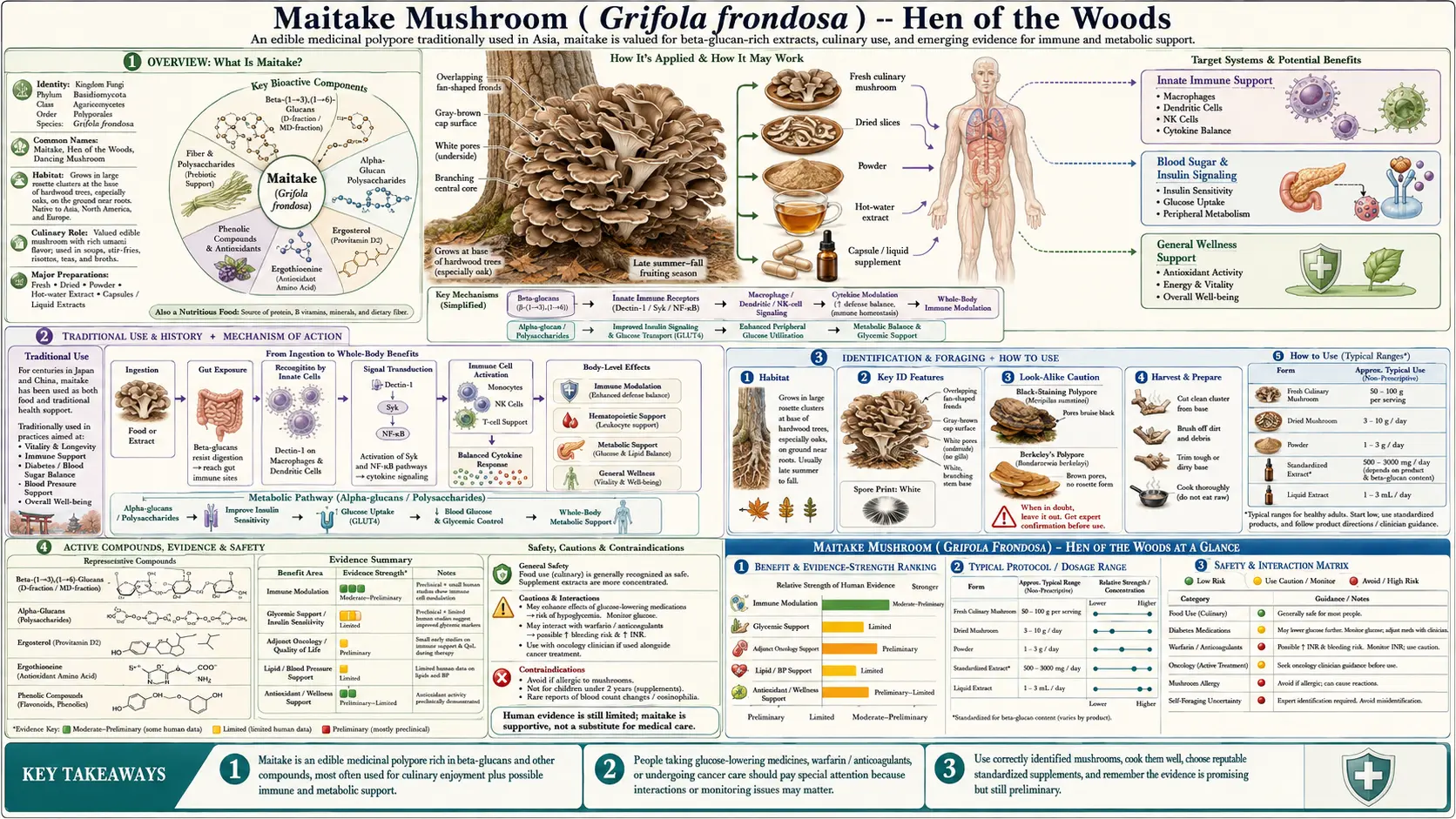 Maitake Mushroom — scientific infographic poster