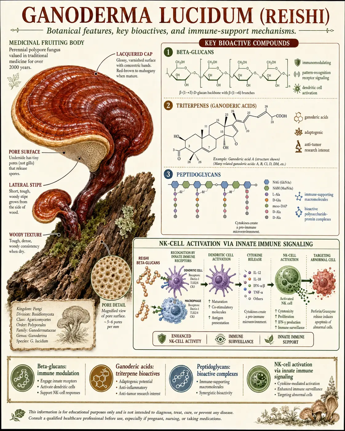 Reishi beta-glucans and triterpene bioactives